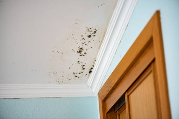 Best Same-Day Mold Removal  in Dublin, GA
