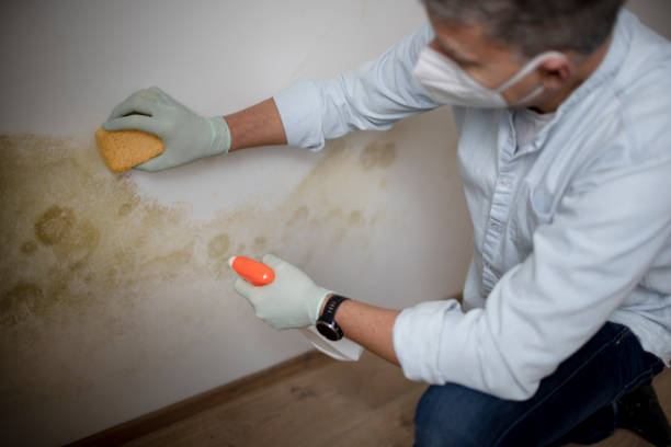 Best Mold Testing  in Dublin, GA