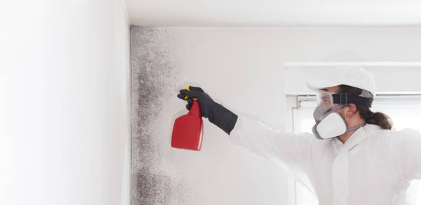 Best Toxic Mold Removal  in Dublin, GA