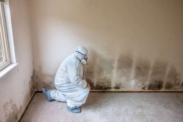 Best Attic Mold Removal  in Dublin, GA