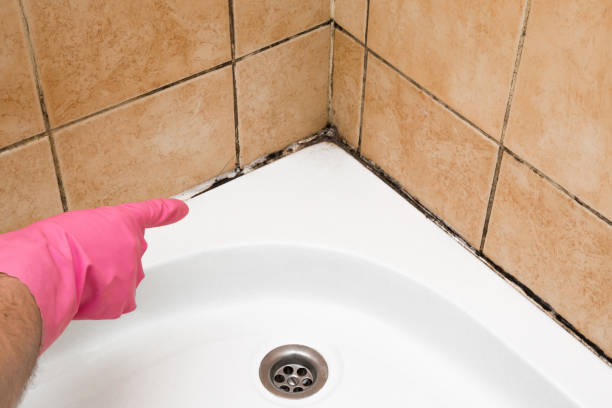 Best Commercial Mold Removal  in Dublin, GA